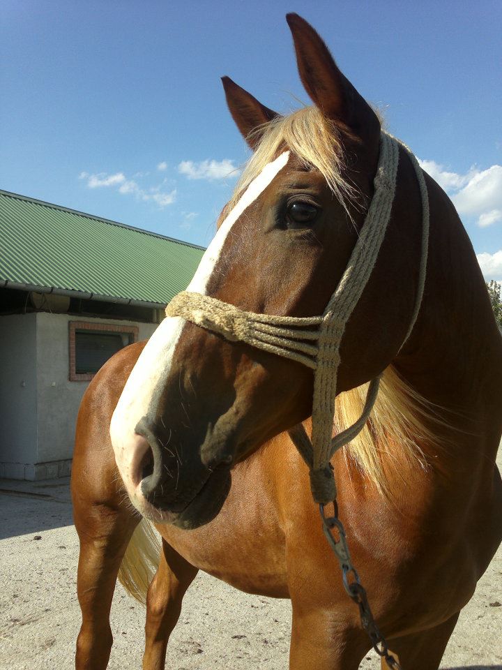 Bandita